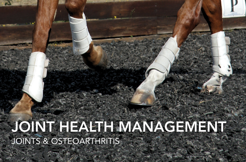Joint Health Management | Equine Science Matters™